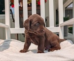 Small #2 Labrador Retriever