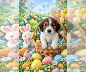 Dachshund Puppy for sale in JOHNSTOWN, PA, USA