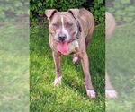Small #2 American Staffordshire Terrier Mix