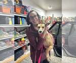 Small #2 Whippet