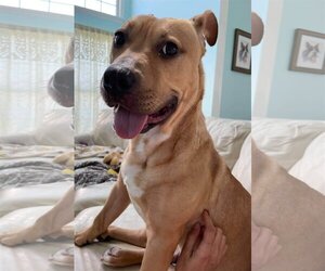 Archibald - Male Mutt Dog for Adoption - Photo #17