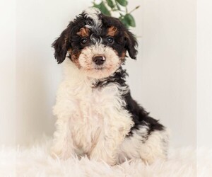 Poodle (Miniature) Puppy for Sale in KILLINGER, Pennsylvania USA