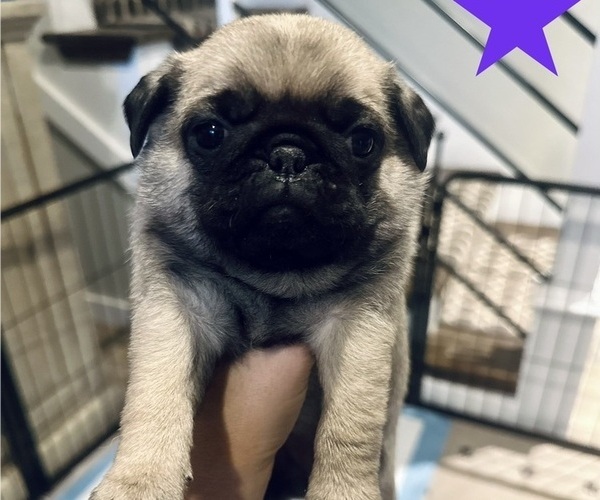 Medium Photo #8 Pug Puppy For Sale in CEDAR RAPIDS, IA, USA