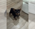 Small #6 Yorkshire Terrier