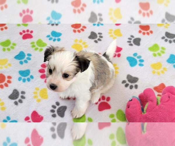 Medium Photo #10 Papitese Puppy For Sale in ORO VALLEY, AZ, USA