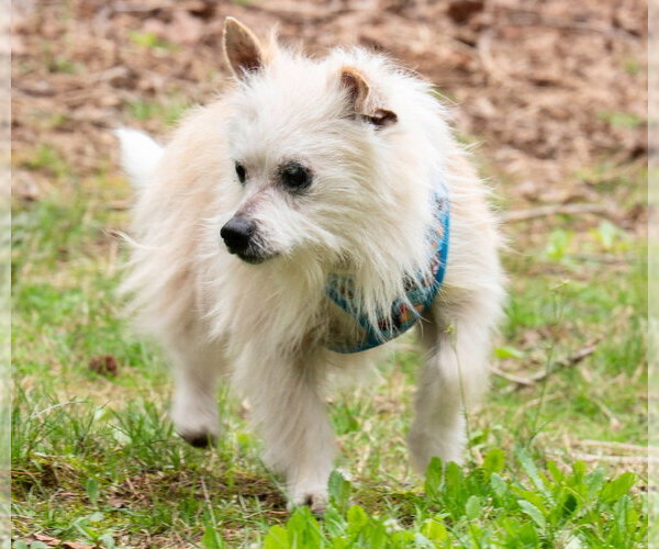 Medium Photo #3 Mutt Puppy For Sale in Ellijay, GA, USA