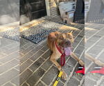 Small #1 Carolina Dog-Pharaoh Hound Mix