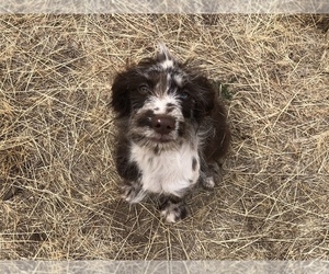 Aussiedoodle Miniature  Puppy for sale in OROFINO, ID, USA