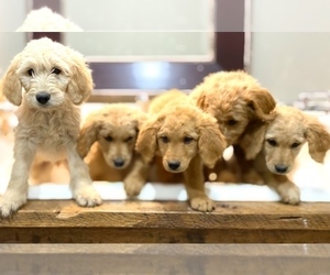 Goldendoodle Puppy for sale in WALNUT GROVE, MO, USA