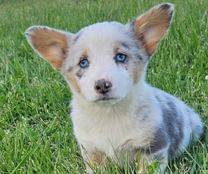 Pembroke Welsh Corgi Puppy for sale in MILTON, WI, USA