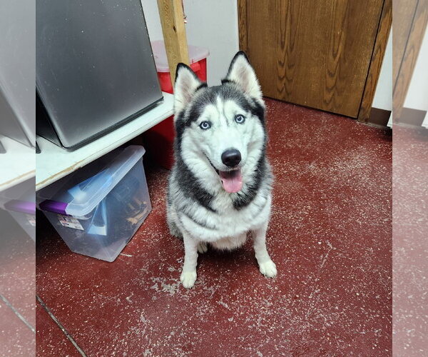 Medium Photo #6 Siberian Husky Puppy For Sale in Fargo, ND, USA