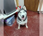 Small #5 Siberian Husky