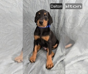Doberman Pinscher Puppy for sale in POMEROY, OH, USA