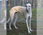 Small #3 Greyhound