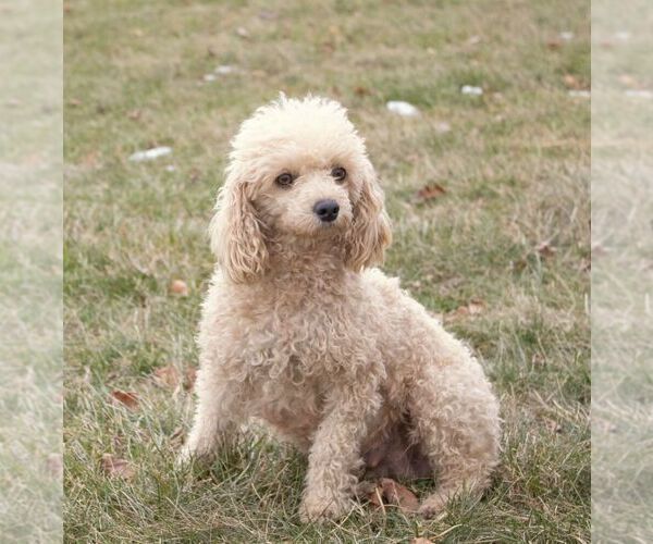 Medium Photo #1 Poodle (Miniature) Puppy For Sale in HONEY BROOK, PA, USA
