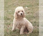 Small Photo #1 Poodle (Miniature) Puppy For Sale in HONEY BROOK, PA, USA