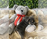 Small Photo #14 French Bulldog Puppy For Sale in STOCKTON, CA, USA
