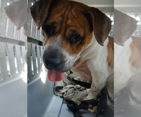 Medium Photo #2 Beabull Puppy For Sale in Brookville, OH, USA