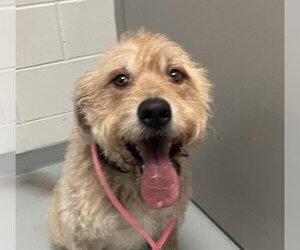 Labradoodle Dogs for adoption in St. Cloud, FL, USA