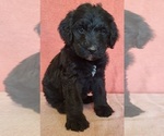 Small Photo #19 Bernedoodle Puppy For Sale in COOLIDGE, AZ, USA