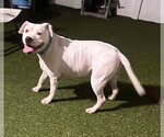 Small #15 Mutt