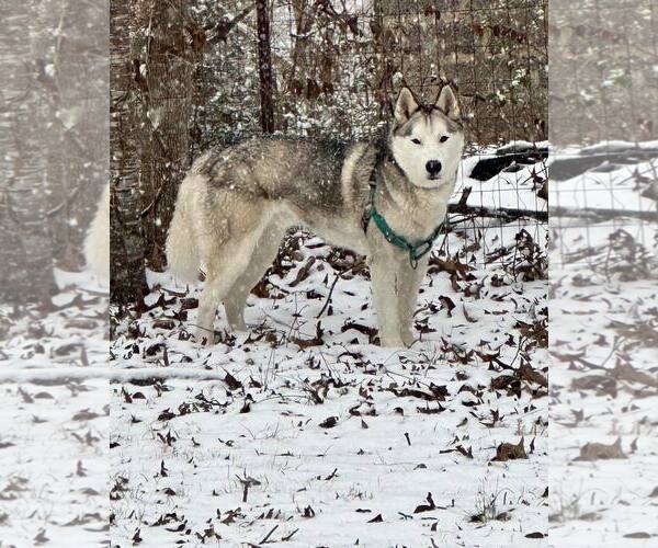 Medium Photo #2 Siberian Husky Puppy For Sale in Randleman , NM, USA