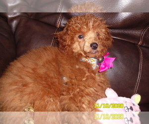 Poodle (Toy) Puppy for sale in DULUTH, GA, USA