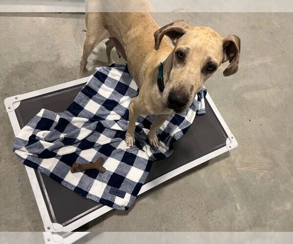 Medium Photo #4 Great Dane-Unknown Mix Puppy For Sale in Bullard, TX, USA