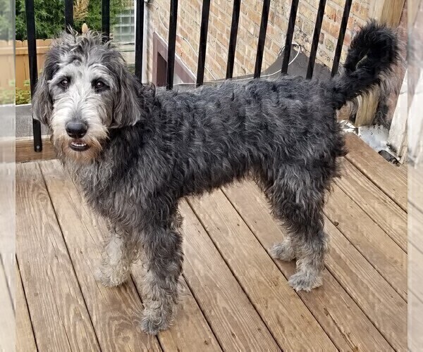 Medium Photo #2 Labradoodle Puppy For Sale in CHICAGO, IL, USA