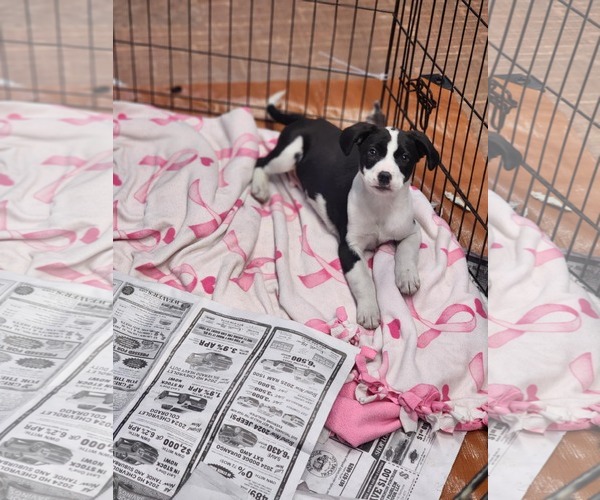 Medium Photo #5 Borador Puppy For Sale in SHERBURNE, NY, USA