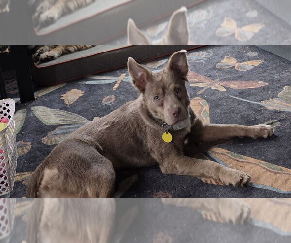 Medium Photo #2 Australian Shepherd-Unknown Mix Puppy For Sale in Boston, MA, USA