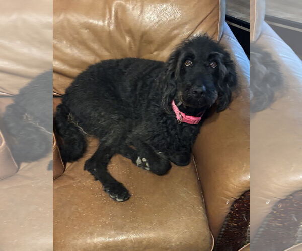 Medium Photo #5 Labradoodle Puppy For Sale in Harrison, AR, USA