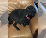 Small #4 Labradoodle