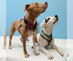 Small #6 American Staffordshire Terrier-Great Pyrenees Mix