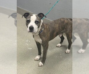 Mutt Dogs for adoption in Las Vegas, NV, USA