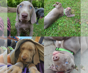 Weimaraner Puppy for Sale in CANDLER, North Carolina USA