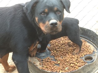 Mother of the Rottweiler puppies born on 08/23/2018