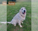 Small Photo #1 English Cream Golden Retriever-Labrador Retriever Mix Puppy For Sale in LYLES, TN, USA