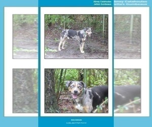 Father of the Catahoula Leopard Dog puppies born on 06/19/2023