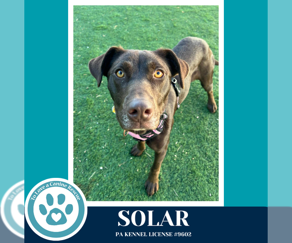 Medium Photo #3 Labrador Retriever-Unknown Mix Puppy For Sale in Kimberton, PA, USA