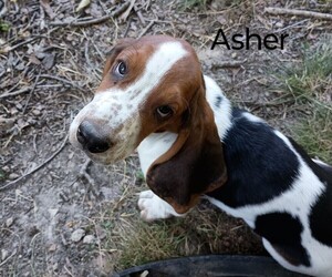 Basset Hound Puppy for sale in MOUNTAIN VIEW, AR, USA