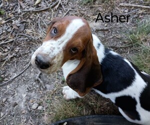 Basset Hound Puppy for Sale in MOUNTAIN VIEW, Arkansas USA