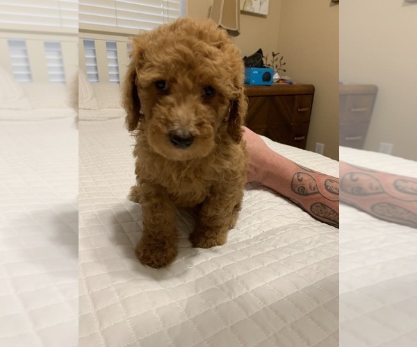 Medium Photo #1 Poodle (Standard) Puppy For Sale in MESA, AZ, USA