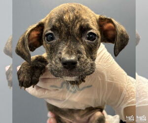 Labrador Retriever-Unknown Mix Dogs for adoption in Washington, DC, USA