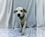 Small #1 Dachshund Mix