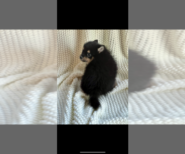 Medium Photo #4 Pomsky Puppy For Sale in NILES, MI, USA