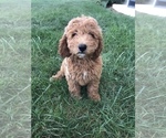 Small Photo #7 Labradoodle-Poodle (Miniature) Mix Puppy For Sale in BOWLING GREEN, KY, USA