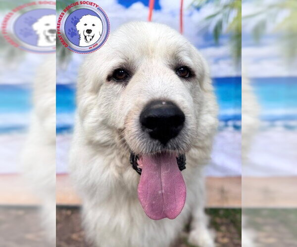 Medium Photo #1 Great Pyrenees Puppy For Sale in Spring, TX, USA