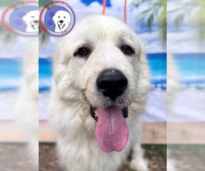 Great Pyrenees Dogs for adoption in Spring, TX, USA