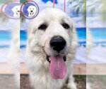 Small Great Pyrenees